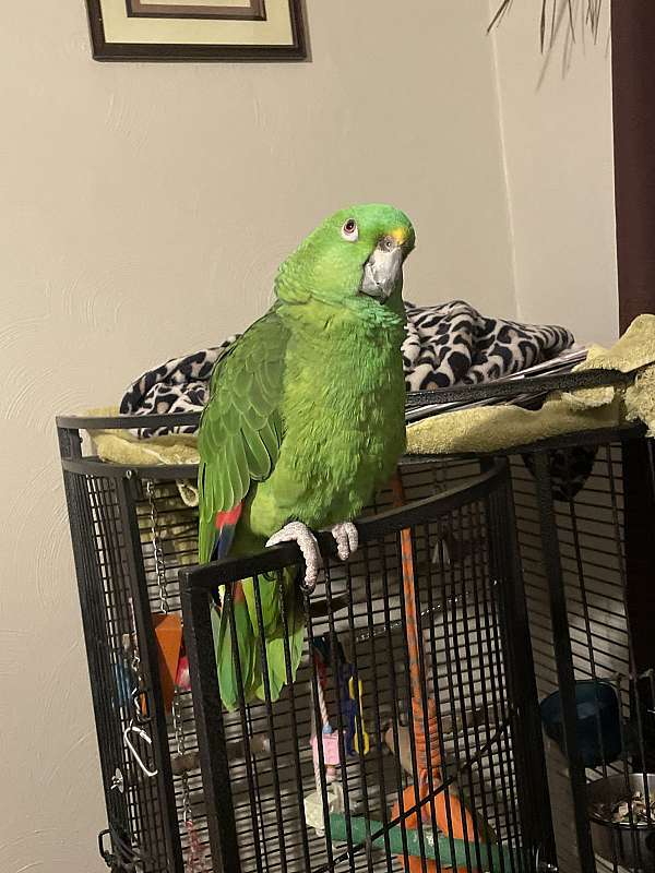 yellow-naped-amazon-parrot-for-sale-in-west-warwick-ri