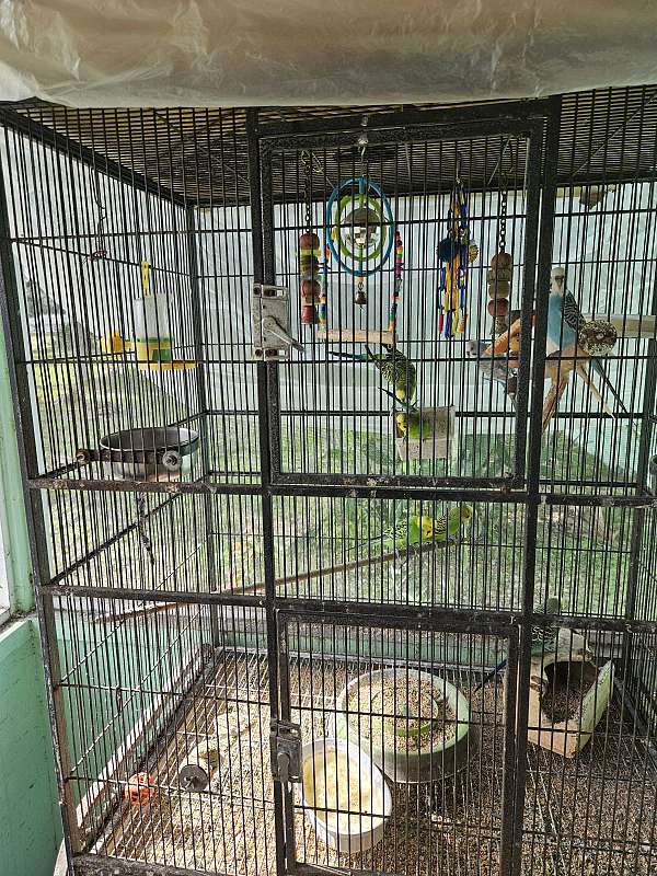 parakeet-for-sale