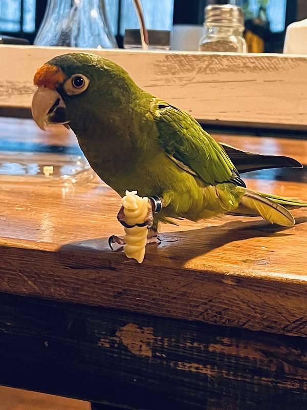 half-moon-conure-for-sale-in-wappingers-falls-ny