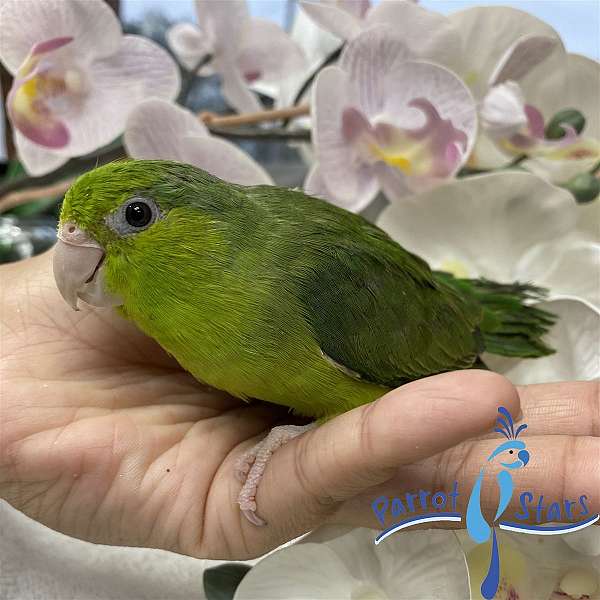 pacific-parrotlet-for-sale-in-arlington-heights-il