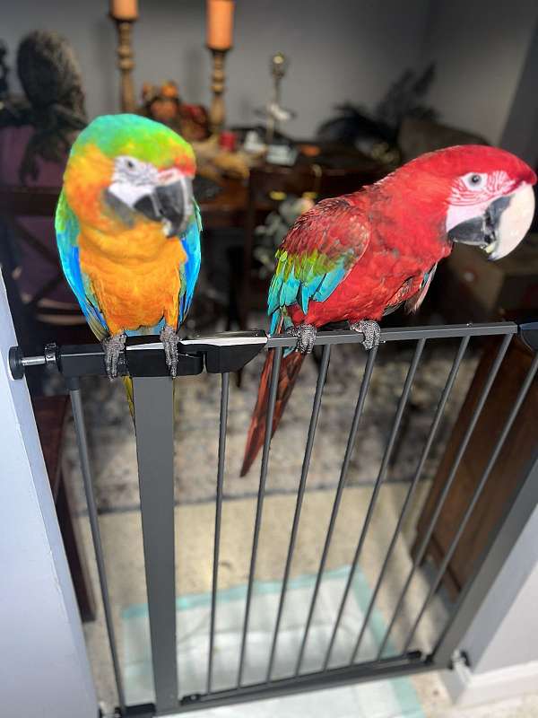 macaw-for-sale-in-delray-beach-fl