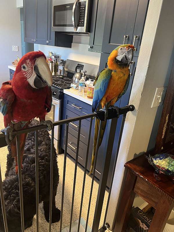 macaw-green-wing-macaw-for-sale-in-delray-beach-fl