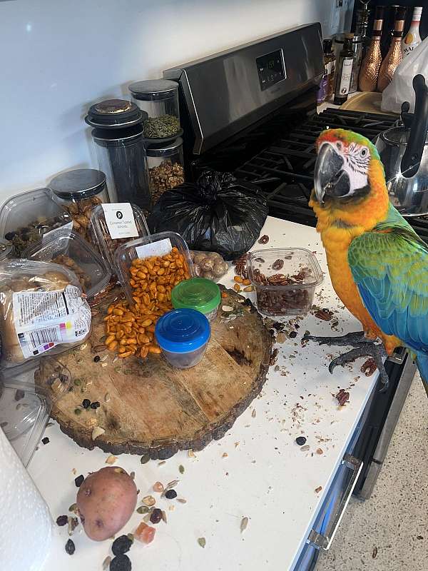 macaw-for-sale