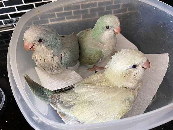 quaker-parrots-for-sale