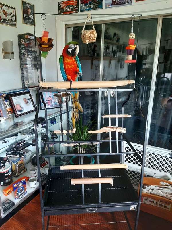 macaw-for-sale-in-adams-center-ny