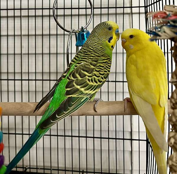 green-lutino-bird-for-sale-in-fort-meade-fl