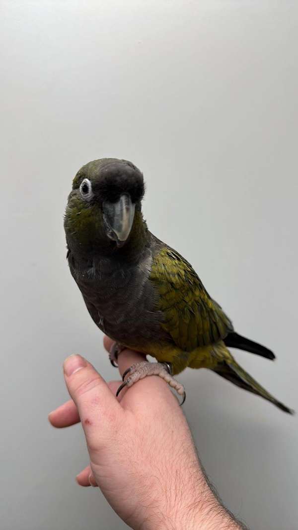 patagonian-conure-for-sale