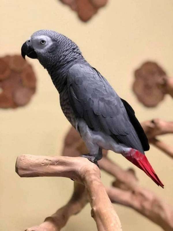 blue-yellow-cockatoo-parrot-for-sale