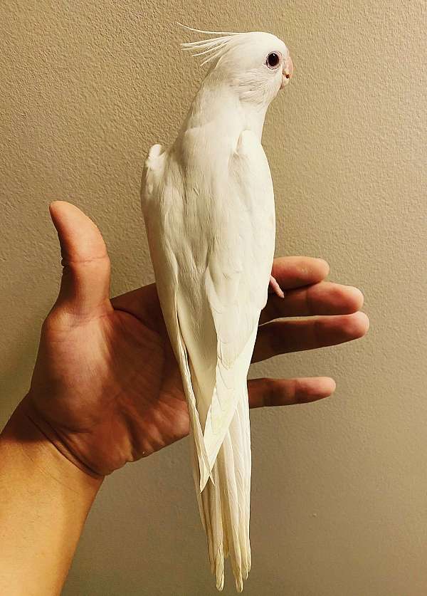 albino-white-bird-for-sale-in-clarksburg-md