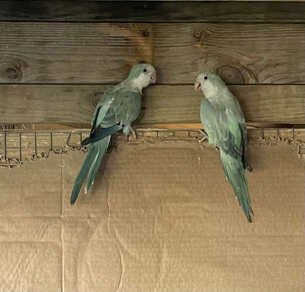quaker-parrots-for-sale-in-monroe-nc