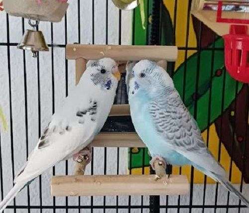 budgerigar-parakeet-for-sale-in-palm-coast-fl