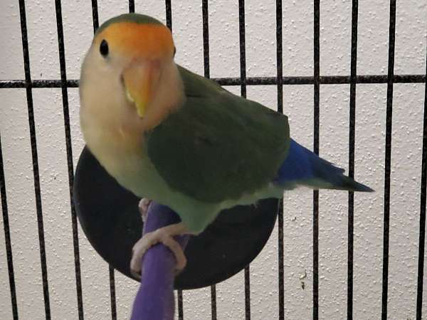 peach-faced-lovebird-for-sale-in-universal-city-tx