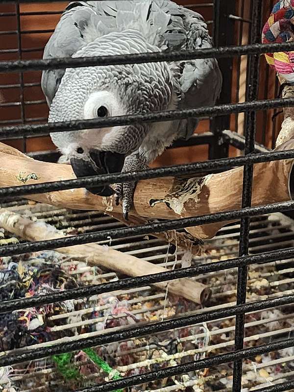 african-grey-parrot-for-sale-in-illinois