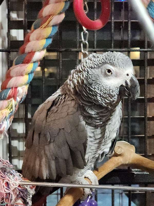 adult-african-grey-parrot-for-sale