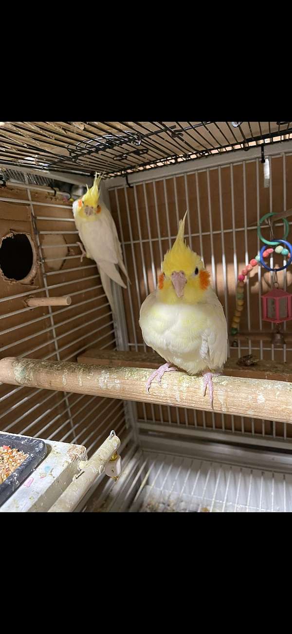 yellow-bird-for-sale-in-hartford-ct