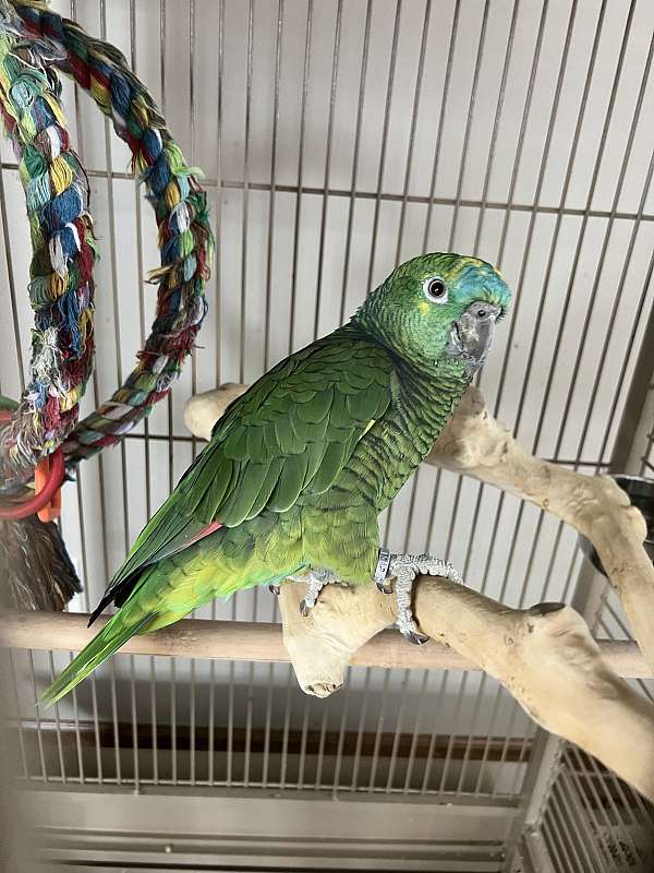 female-bird-for-sale-in-east-aurora-ny