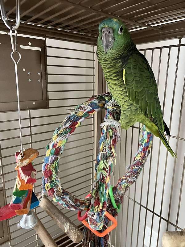 bird-parrot-for-sale-in-east-aurora-ny