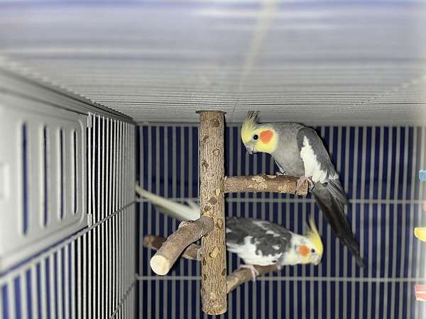cockatiel-for-sale-in-port-st-lucie-fl