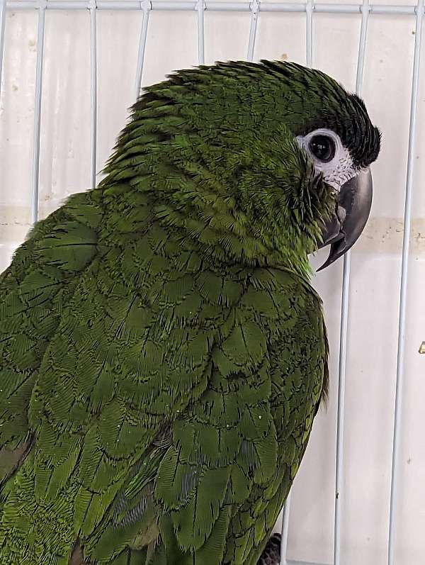 hahns-macaw-for-sale