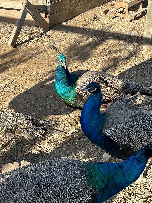 peacock-for-sale-in-clovis-ca