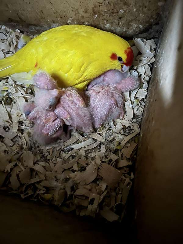 parrot-for-sale