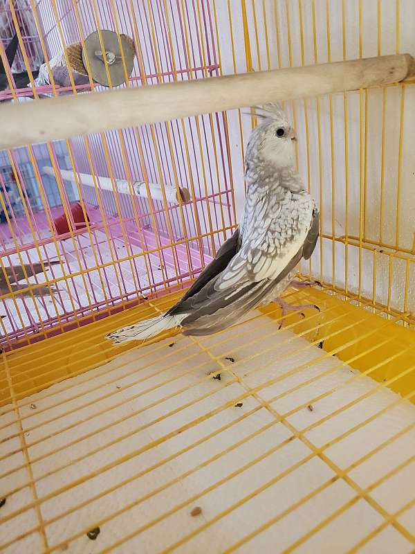 pearl-white-bird-for-sale-in-universal-city-tx
