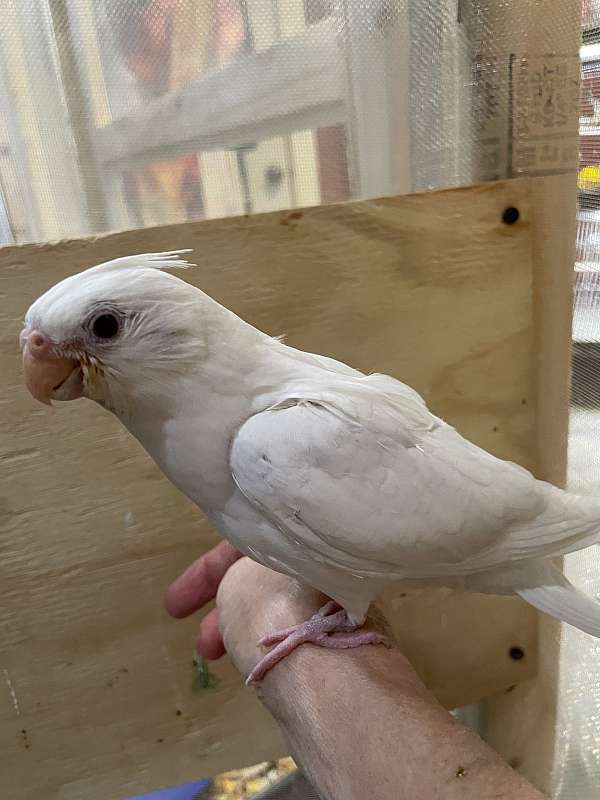 cockatiel-for-sale-in-chester-nh