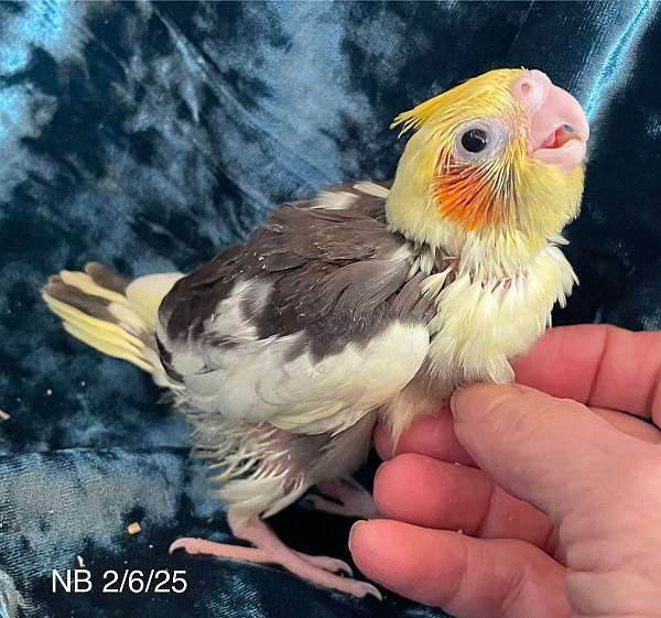 cockatiel-for-sale