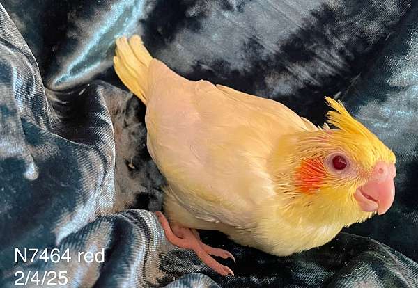 cockatiel-for-sale-in-chester-nh