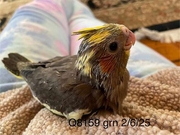 baby-cockatiel-for-sale