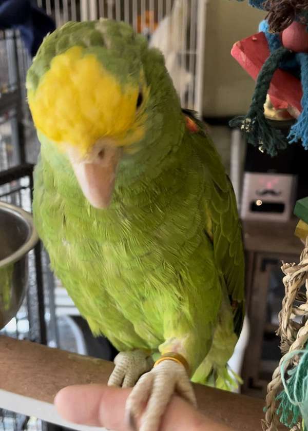 double-yellow-head-amazon-parrot-for-sale