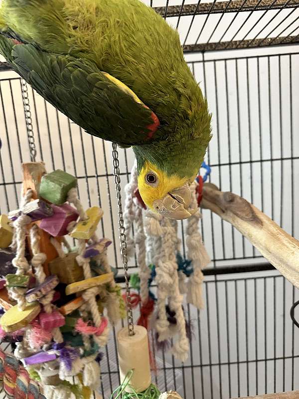 double-yellow-head-amazon-parrot-for-sale-in-nashua-nh