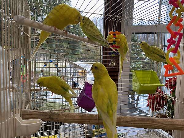 parakeet-for-sale-in-lincoln-ri