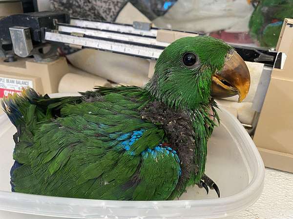 red-sided-eclectus-parrots-for-sale-in-claremore-ok
