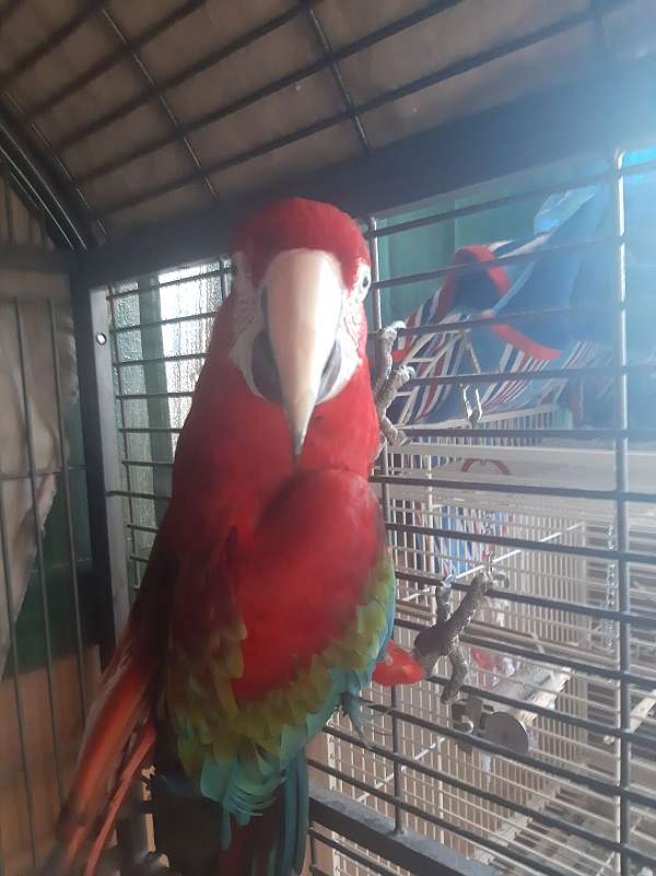 macaw-for-sale-in-placerville-ca-ca