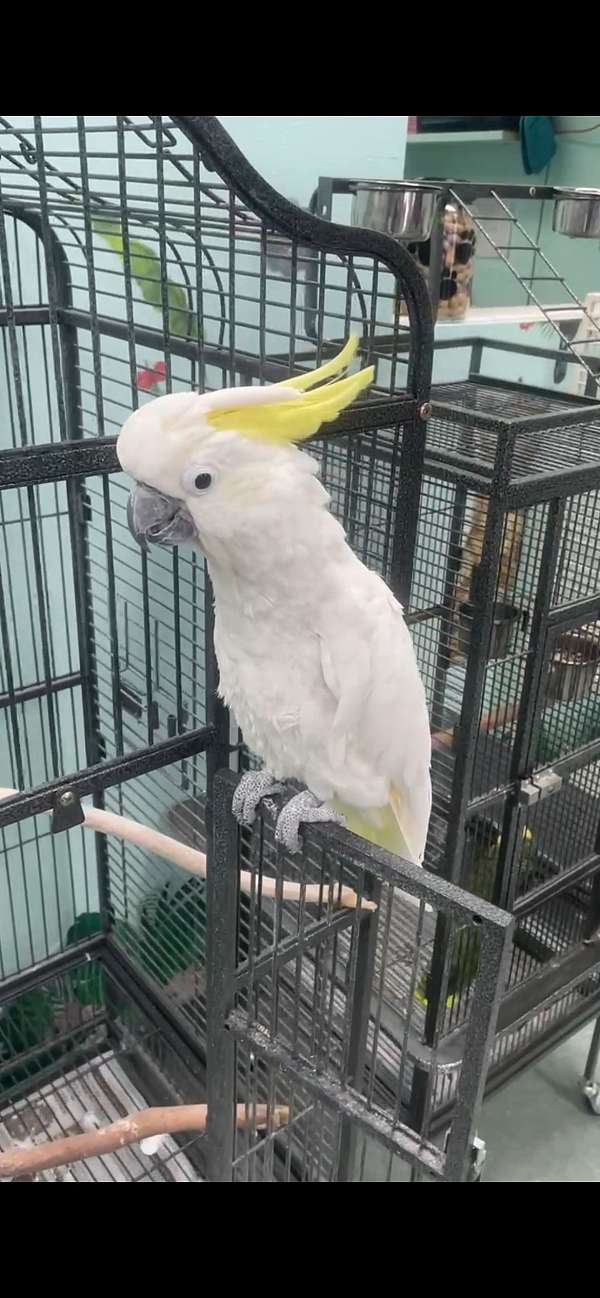 sulpher-crested-cockatoo-for-sale-in-rancho-cucamonga-ca