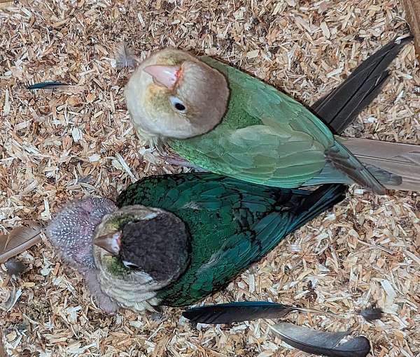 conure-for-sale-in-limerick-pa