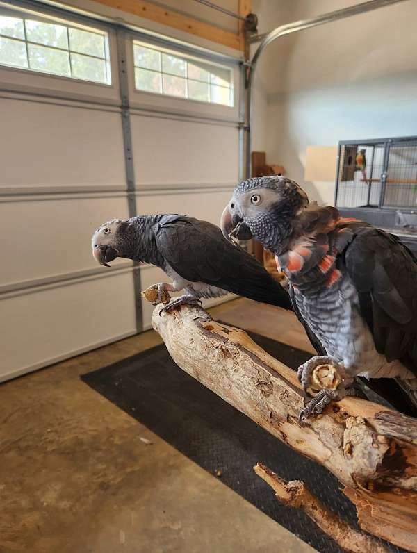 timneh-african-grey-parrot-for-sale-in-adamsville-tn