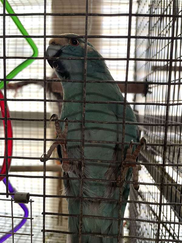 blue-pied-bird-for-sale-in-watauga-tx