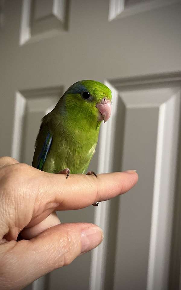 companion-bird-for-sale-in-suwanee-ga