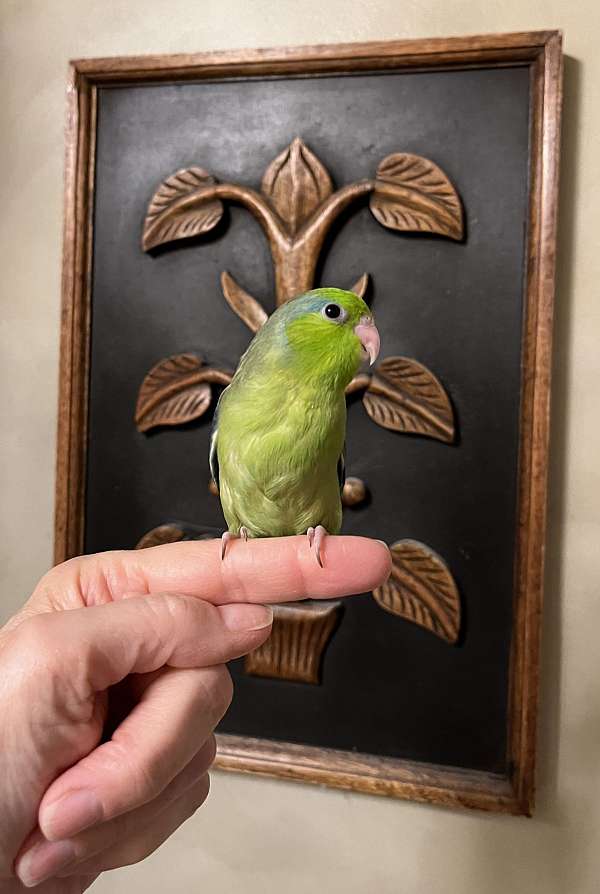 cute-bird-for-sale-in-suwanee-ga