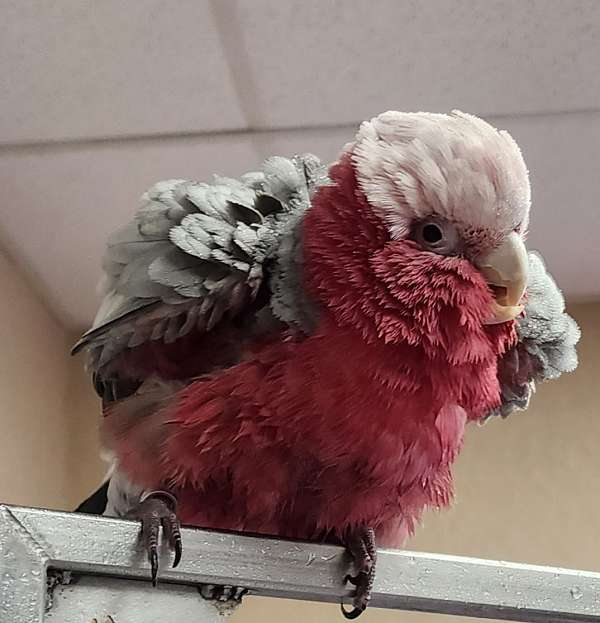 rose-breasted-cockatoo-for-sale-in-wyoming