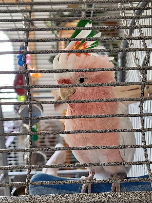 cockatoo-for-sale-in-wyoming