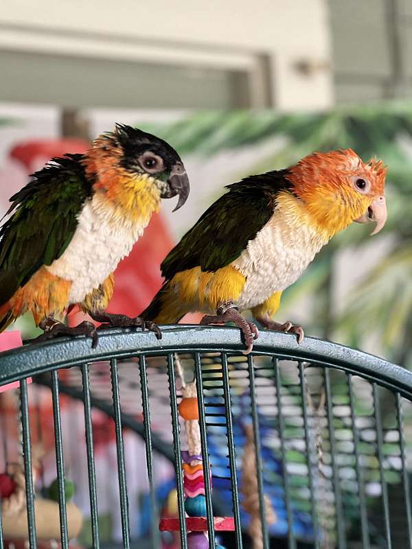 caique-for-sale-in-maryland