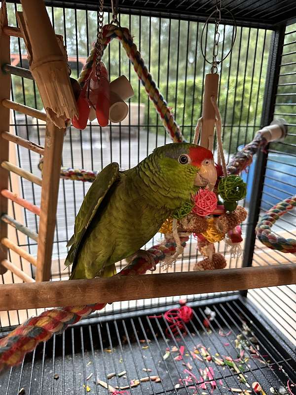 green-red-bird-for-sale-in-temecula-ca