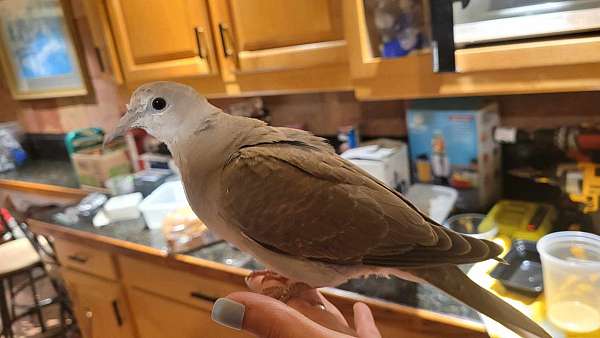 brown-dove-ringneck-dove-for-sale