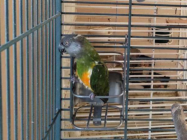 male-bird-for-sale-in-cleveland-tx