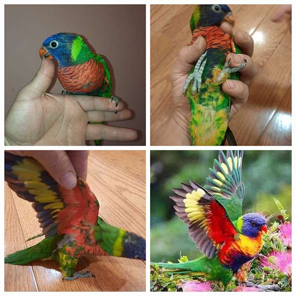 conure-for-sale-in-philadelphla-pa