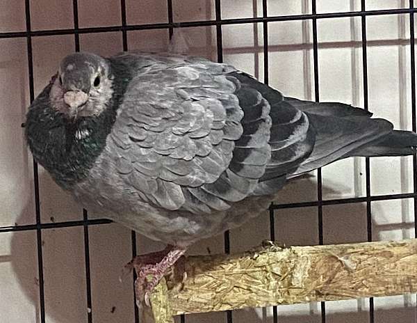 homing-pigeon-for-sale-in-carlisle-pa