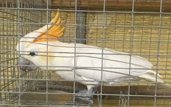 citron-crested-cockatoo-for-sale-in-claremore-ok